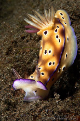 Risbecia tryoni with pink egg sacs of an internal parasit... by Michael Henke 